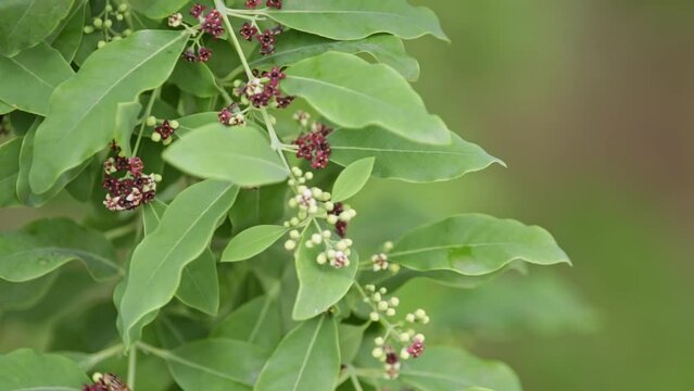 A young sandalwood tree with blossoms on its branches during the spring