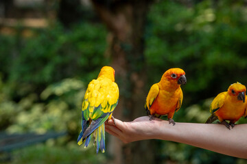 two parrots in the park standing on woman hand for eating