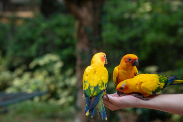 parakeet, parrot bird on human hand eating the sunflower seed 