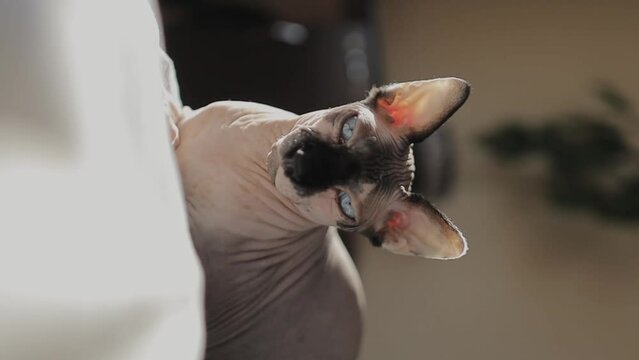 Sphynx cat lies on the bed, portrait. Sphynx in the home interior. Canadian Sphynx with a black nose and blue eyes. The cute bald sphynx is sitting on the bed on a sunny day, close-up. Naked cat.