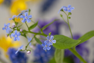 Beautiful spring flowers - buttercup flower, buttercup, forget-me-not, ficaria, hyacinth. Springtime. Spring colorful flowers