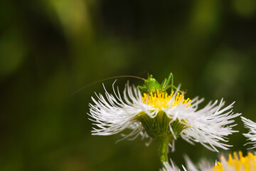 ヒメジョオンとバッタ