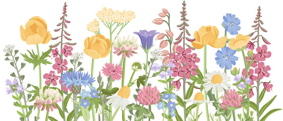 field flowers, vector drawing wild flowering plants at white background, floral border, hand drawn botanical illustration
