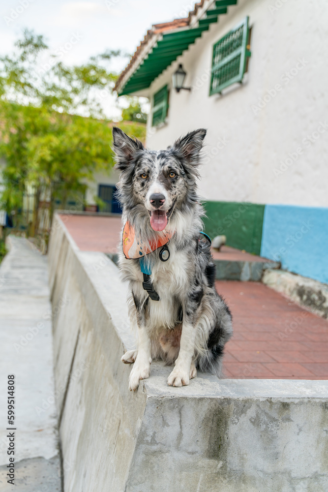 Wall mural beautiful merle border collie dog