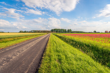 Obraz premium Colorful landscape with a country road, a ditch and a large field with red flowering poppies. The photo was taken in the summer season in the Dutch province of North Brabant.