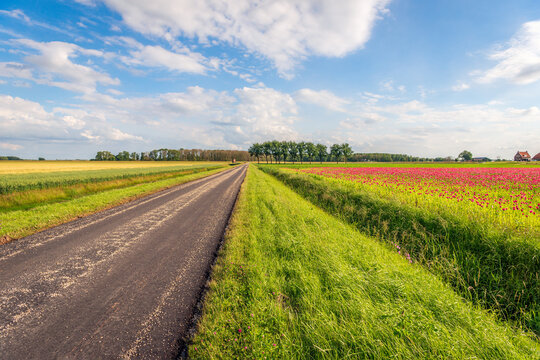 Colorful landscape with a country road, a ditch and a large field with red flowering poppies. The photo was taken in the summer season in the Dutch province of North Brabant.