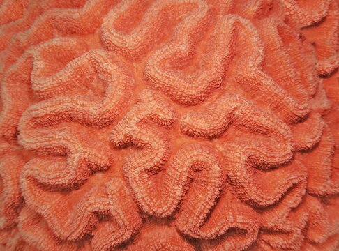 Organic texture of the hard coral. Abstract background in coral color.