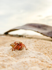 seaside hermit crab.