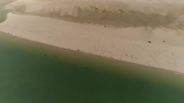 Phoque dormant sur une plage du Cotentin, France