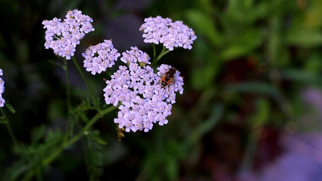 Honey bee on a yarrow flower (Achillea millefolium) in a cottage garden on a sunny summer day.