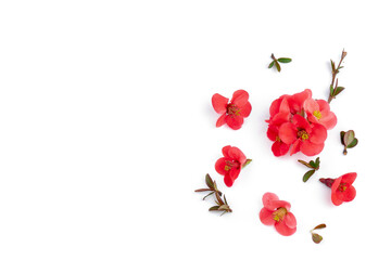 Japanese Quince (Chaenomeles japonica) in bloom on white background.