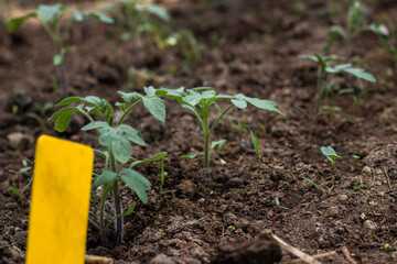 tomato seedling