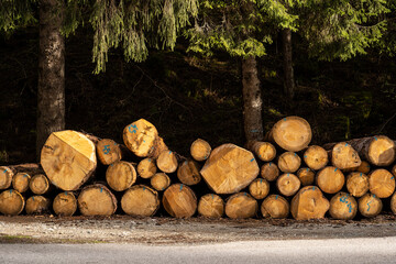 Grossi tronchi appena tagliati, accatastati nel bosco sul ciglio della strada. Trentino Alto Adige, Italia, Val Genova.