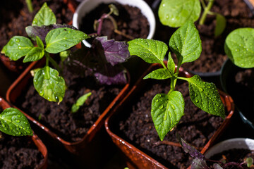 seedling in a pot