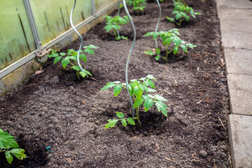 Anbau von Tomatenpflanzen im Gewächshaus