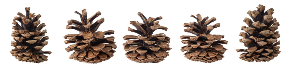 Collection of dry pine cones isolated on transparent background. PNG file.