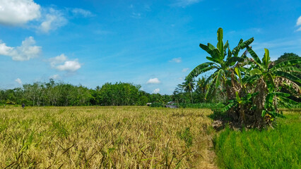 Fototapeta na wymiar Landscape of rice field in Indonesian Village.
