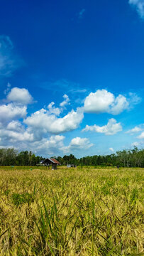 Landscape of rice field in Indonesian Village.