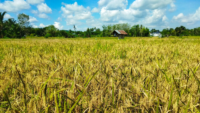 Landscape of rice field in Indonesian Village.