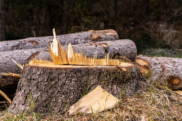 Residuo ligneo, scheggia seghettata di tronco tagliato in un bosco alpino in Trentino Alto Adige, Italia