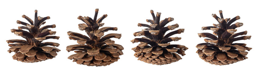 Collection of dry pine cones isolated on transparent background. PNG file.