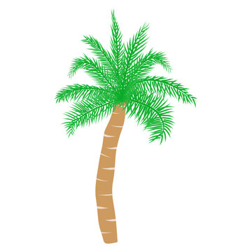 Tropical palm tree. Vector illustration