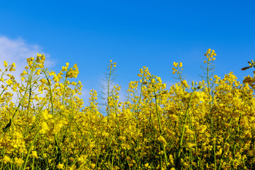 Obraz premium Yellow rapeseed flowers on the background of a yellow field of flowers and a blue sky. Oil and biofuel production. Annual oil plant. Agricultural market.