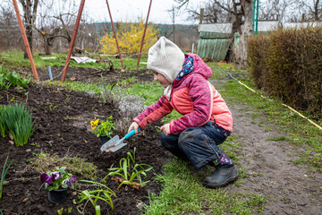 A little farmer plants pansies in a flower bed in the spring.