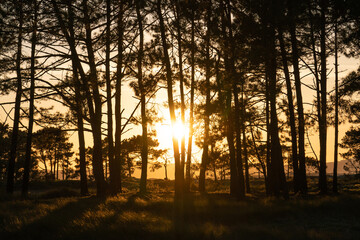 Obraz premium Pine forest in the Carreirón Natural Park into the Arousa island