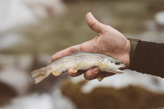 Mano di pescatore che mostra una trota fario appena pescata nel torrente di montagna con la pesca a spinning	
