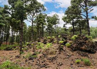 Fototapeta na wymiar Beautiful landscape of canary pine trees with hills covered in green vegetation and shrubs in the mountains of La Palma, Canary Islands, Spain. 