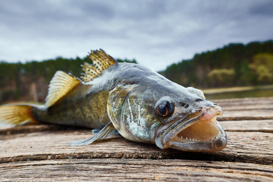 Freshwater zander fish know as sander lucioperca just taken from the water on green fishing net. Fishing concept, good catch - big freshwater zander fish on keepnet with fishery catch in it..