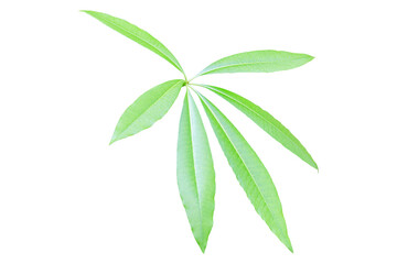 Green Leaf