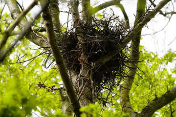 Nest of a buzzard, Common buzzard (Buteo buteo) Accipitridae family. Hanover-Burg, Germany

