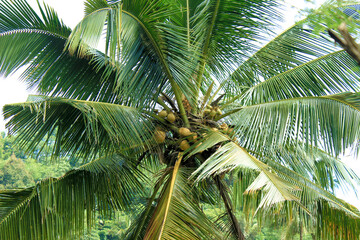 Obraz na płótnie Canvas Coconut palm tree and its fruit
