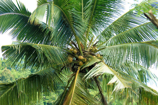 Coconut palm tree and its fruit