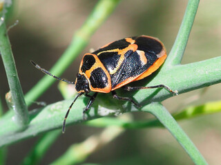 ナガメ（カメムシ）