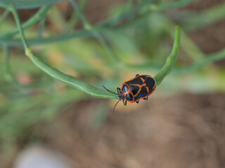 ナガメ（カメムシ）