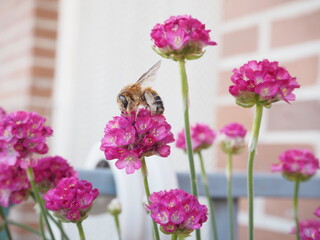 Abeja polinizando en flor rosa