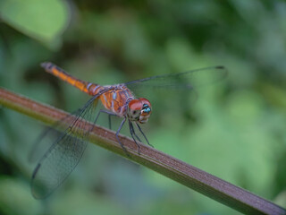 Blue Dasher or Brachydiplax Chalybea, Yellow dragonfly perching on branch with blurred background.