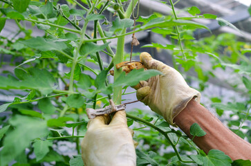 Farmer hands tying elongated branches (of cherry tomatoes) to the pillars and fixes them in the hothouse. (ミニトマトの)枝の誘引。