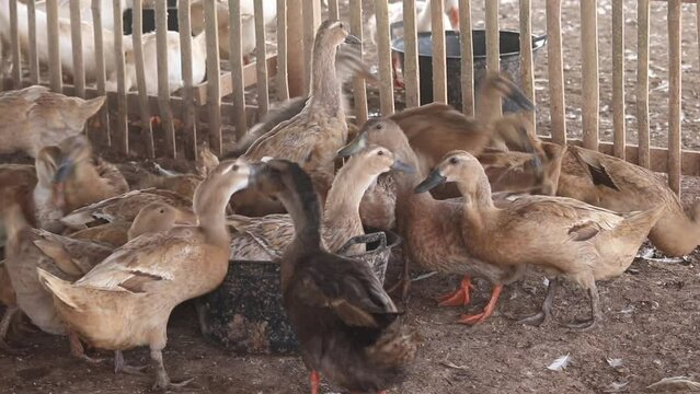 The queen duck is one of the very beautiful birds with fast growth, the queen duck is one of the birds that is easy to cultivate in the tropics, Indonesia