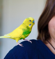  budgie. A cute yellow budgerigar is sitting on the shoulder of a girl