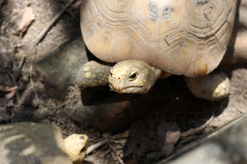 Elongated tortoise in the nature, Indotestudo elongata ,Tortoise sunbathe on ground with his protective shell ,Tortoise from Southeast Asia and parts of South Asia ,High yellow Tortoise
