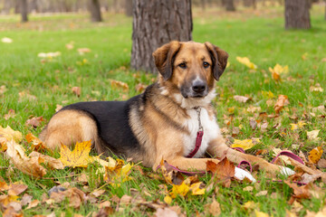 Naklejka na ściany i meble the dog phenotype of the German Shepherd breed is sitting on the grass in a collar and leash, a black-and-red mongrel of beautiful appearance happy with an autumn day, a pet on a walk, a medium-sized 