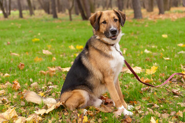 the dog phenotype of the German Shepherd breed is sitting on the grass in a collar and leash, a black-and-red mongrel of beautiful appearance happy with an autumn day, a pet on a walk, a medium-sized 