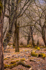 autumn in the forest