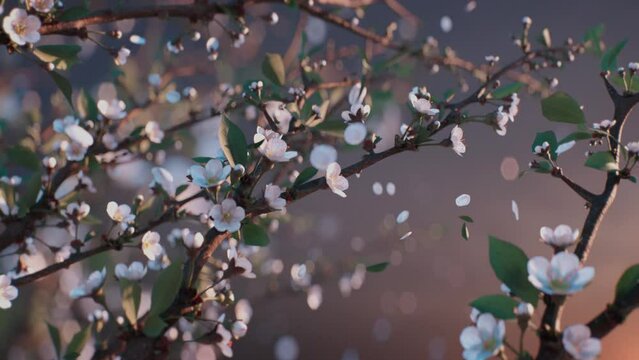 Beautiful spring flowers growing with flying blossoms. Cherry blossom in spring with evening sky. Nature. 3D-Animation. Close Up 4K video. 