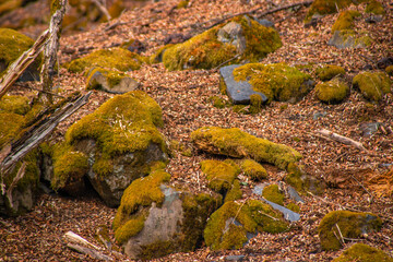 moss on the rocks
