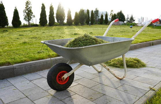 A wheelbarrow full of grass used to transport the grass. Wheelbarrow in the garden. Gardening.